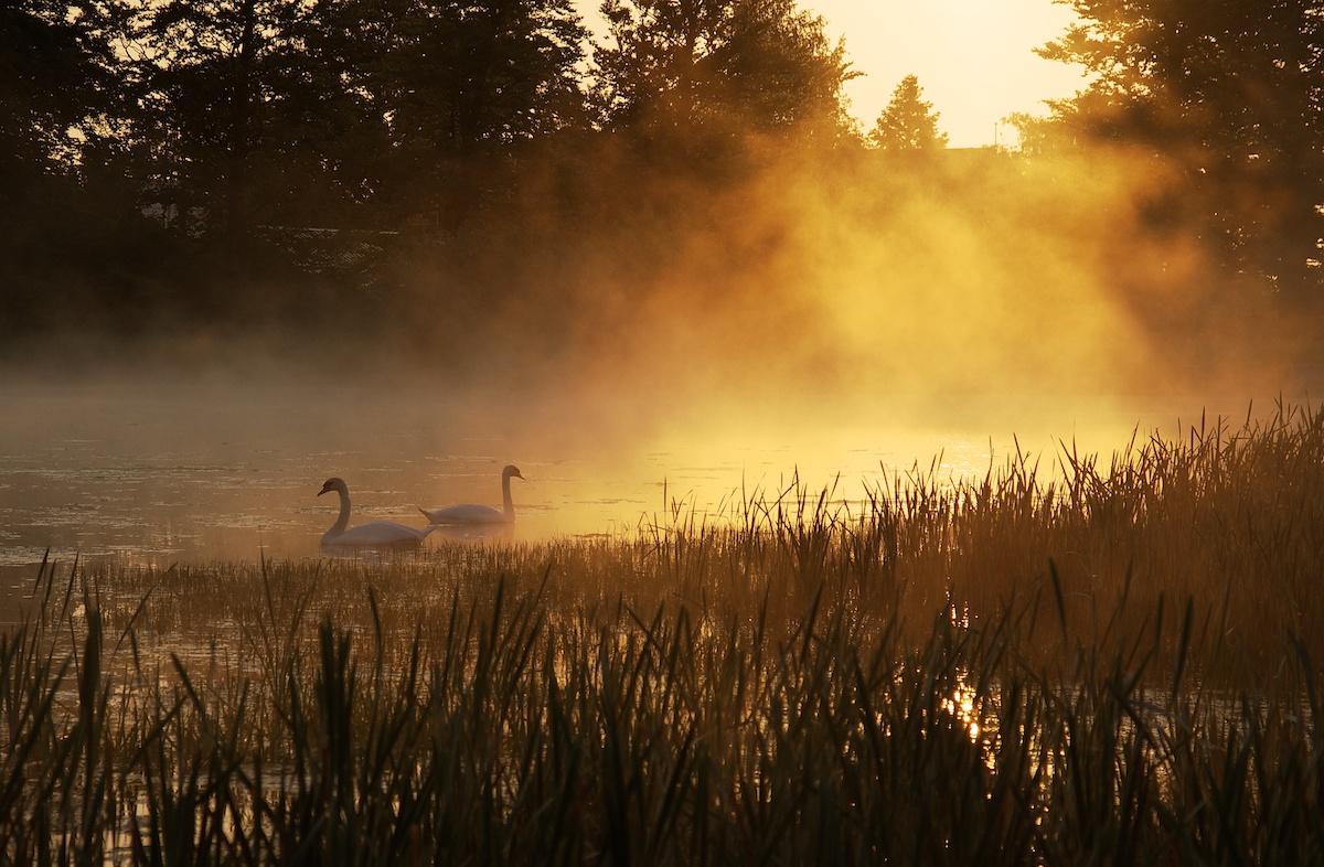 Early morning summer